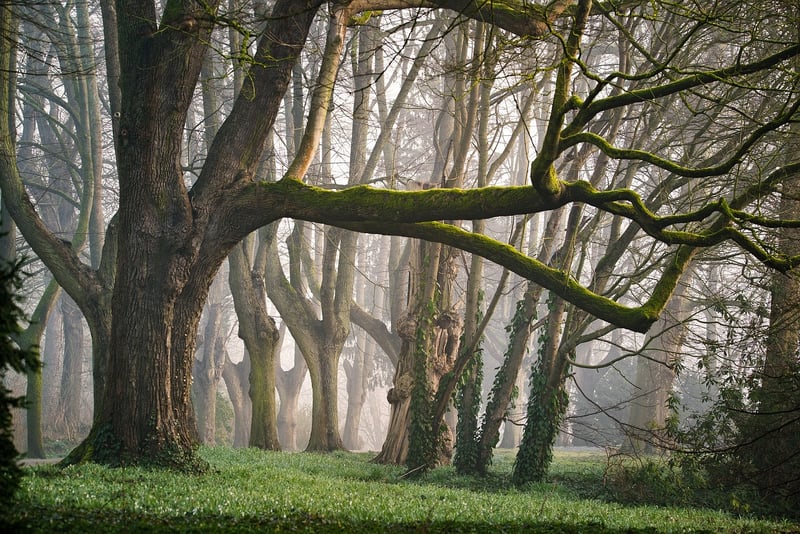 Forest Fairy