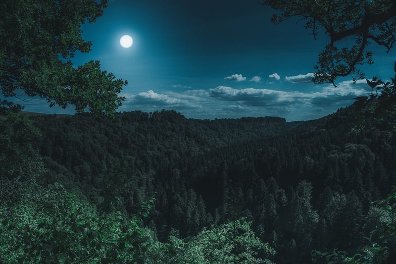 Mystical Forest Ceremonies